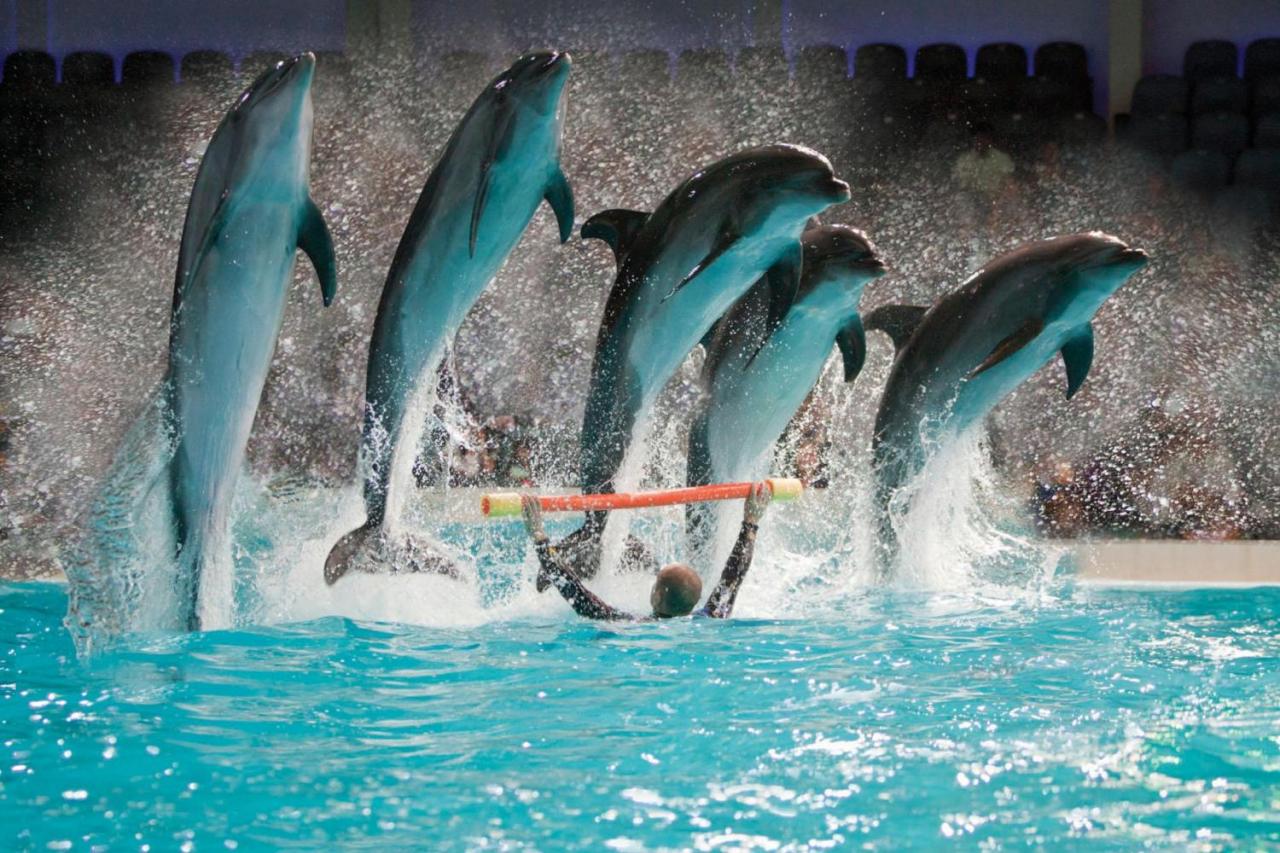 Image result for Dubai Dolphinarium