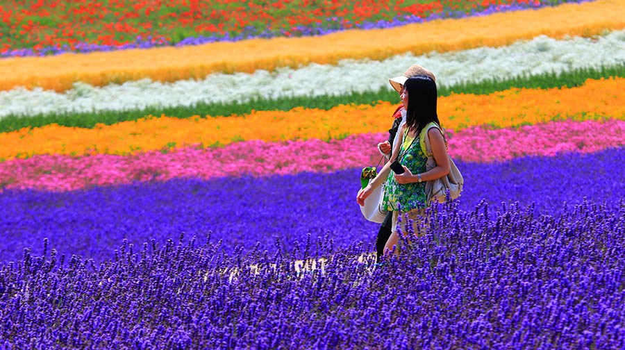 Du lịch nhật bản: Vườn hoa Lavender ở trang trại Tomita, Hokkaido. 