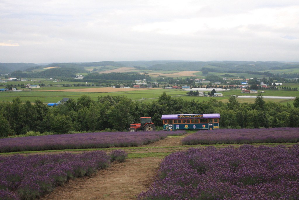 du lịch nhật bản: Xe buýt với đầu máy kéo chở du khách ngắm hoa Lavender ở Furano