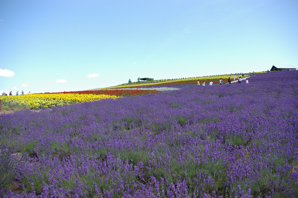 du lịch nhật bản: Vườn hoa oải hương ở Furano thật đẹp biết bao! 