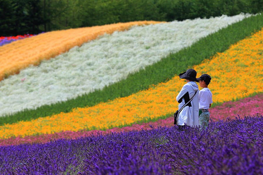 Hoa Lavender ở Furano, Hokkaido, Nhật Bản