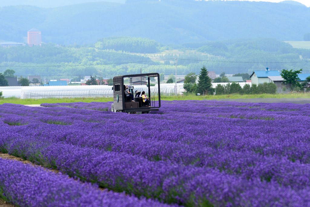 du lịch Nhật Bản: Lavender East, Furano!