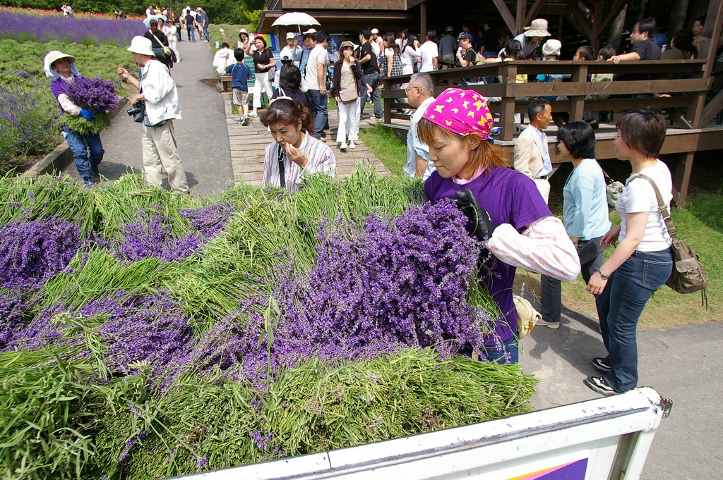 Thu hoạch hoa Lavender ở Nhật