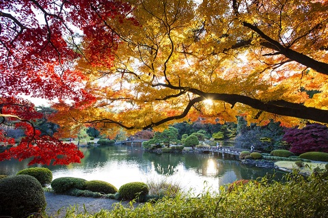 Công viên Shinjuku Gyoen của Tokyo vào mùa thu