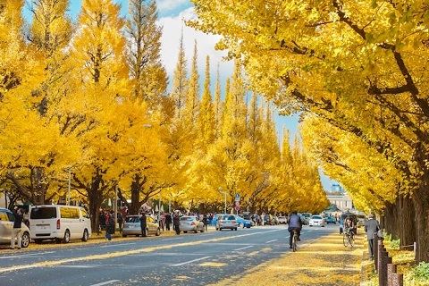 Thảm lá bạch quả vàng óng đầy quyến rũ ở Kyoto