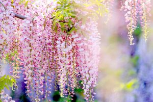Du lịch lễ hội hoa tử đằng Nhật Bản