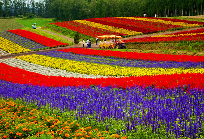 Mùa hoa lavender ở Hokkaido - ảnh 2
