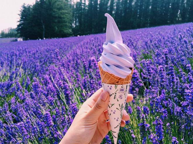 Mùa hoa lavender ở Hokkaido - ảnh 3