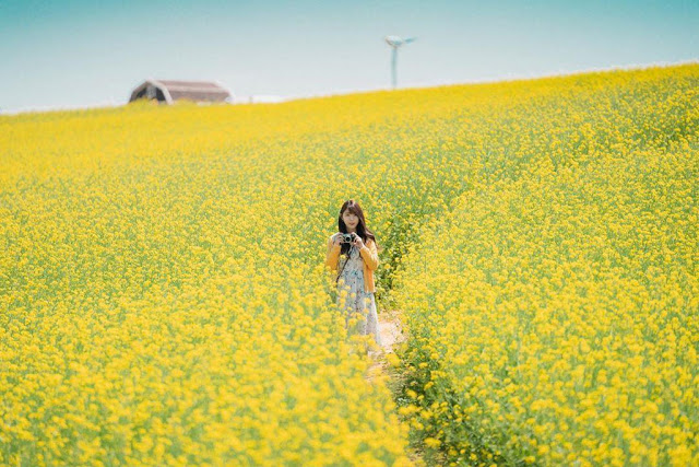 Cứ vào tháng 5, nhiều cánh đồng trên khắp xứ sở Kim Chi sẽ hóa thành một vùng đất vàng ươm. Những bông hoa cải ở đây sẽ đồng loạt nở rộ, khiến Hàn Quốc trở thành một điểm du lịch hấp dẫn vào thời điểm này.