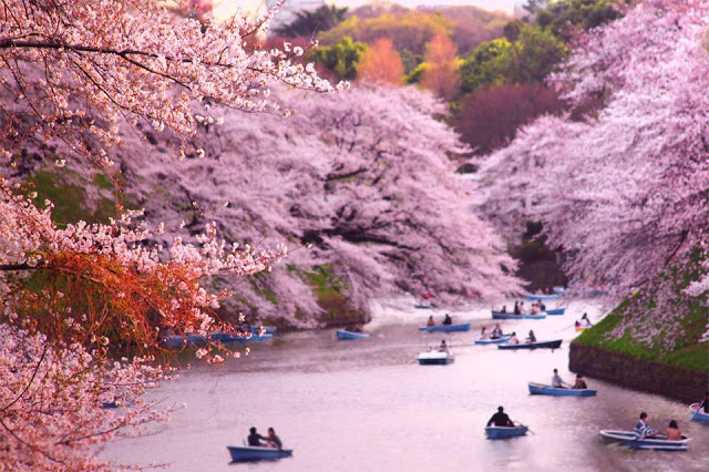  7 loài hoa thu hút khách du lịch ở Nhật Bản