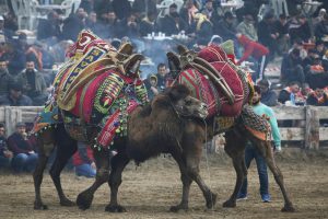 Đấu vật lạc đà – Lễ hội độc đáo, sôi động nhất Thổ Nhĩ Kỳ