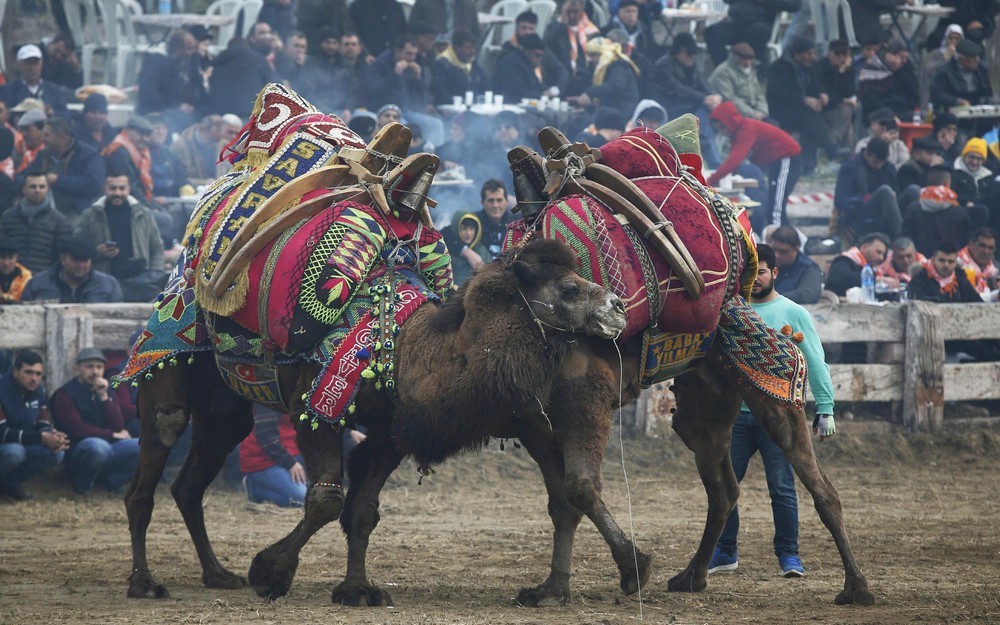 Đấu vật lạc đà – Lễ hội độc đáo, sôi động nhất Thổ Nhĩ Kỳ