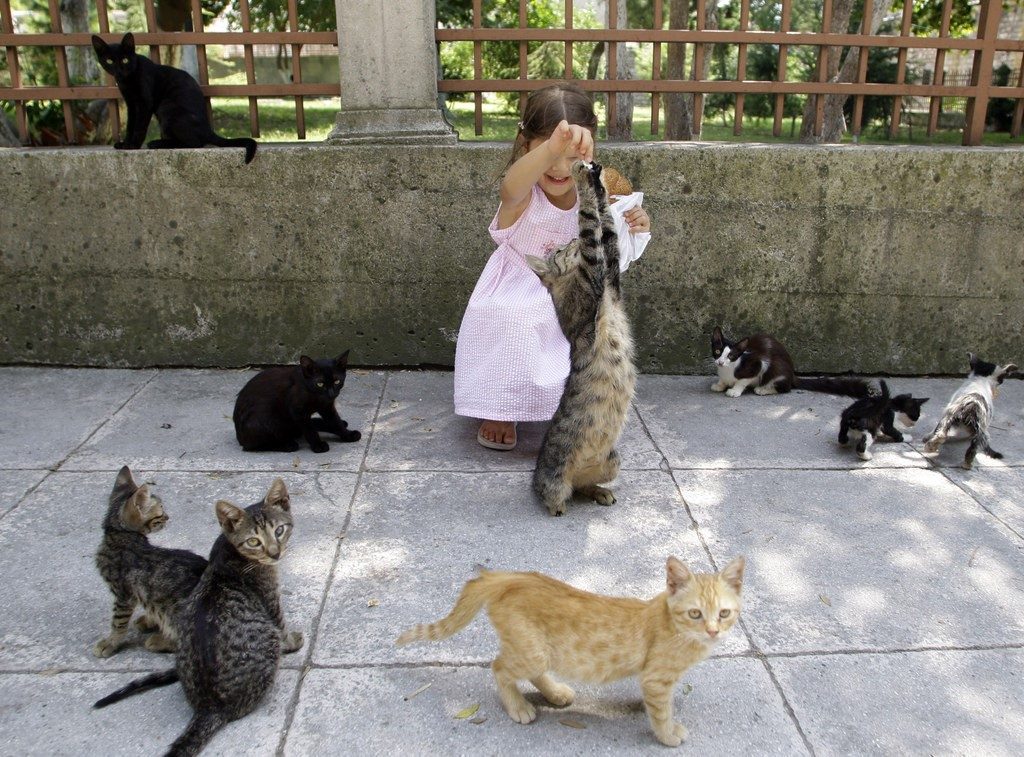 Khám phá vương quốc của mèo hoang Istanbul