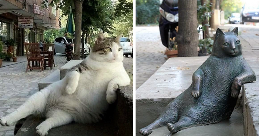Khám phá vương quốc của mèo hoang Istanbul