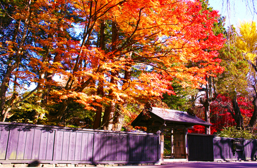 Mỗi độ thu về, thị trấn Kakunodate, nơi có nhiều ngôi nhà của giới võ sĩ Samurai với hàng rào gỗ lại biến thành một bức tranh thủy mặc.