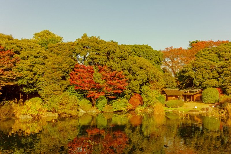 mùa thu Nhật Bản công viên Ueno tráng lệ