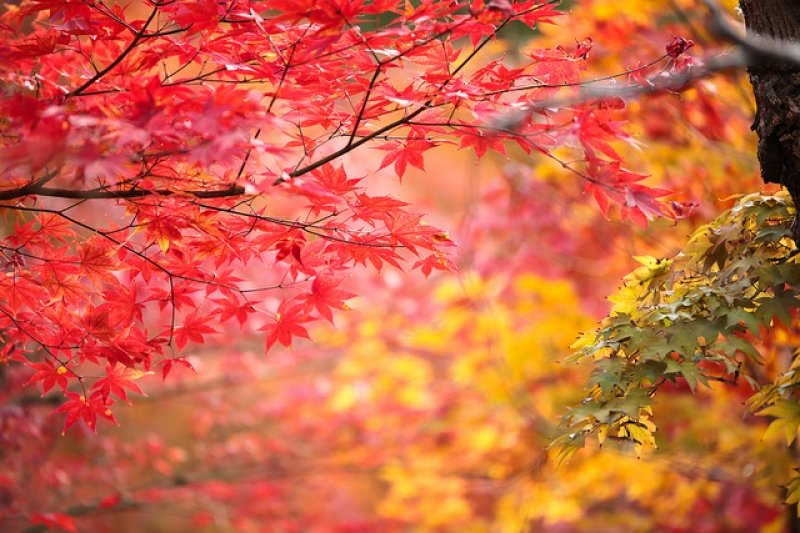 mùa thu Nhật Bản Daigoji ở Kyoto