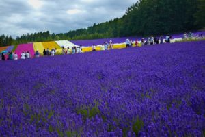 Mùa hoa Oải Hương ở thành phố Furano, Hokkaido, Nhật Bản