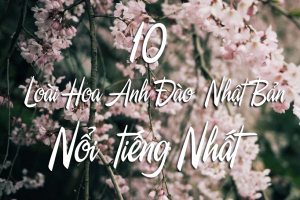 10 Loài Hoa Anh Đào Nhật Bản nổi tiếng nhất