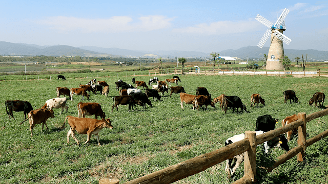 Nhìn trang trại từ trên cao cho ta cảm giác như đứng trên một thảo nguyên mênh mông. Cánh quạt cối xay gió chầm chậm xoay giữa không trung, bên dưới là đàn bò đang thong thả quay về chuồng. Ngôi nhà biệt thự xanh đậm chất "tây", nơi rất nhiều bức ảnh sống "ảo" ra đời. Toàn bộ khung cảnh ngỡ như chỉ có thể ngắm nhìn tại những trang trại Hà Lan nổi tiếng nay thật sự hiện diện ở Việt Nam.