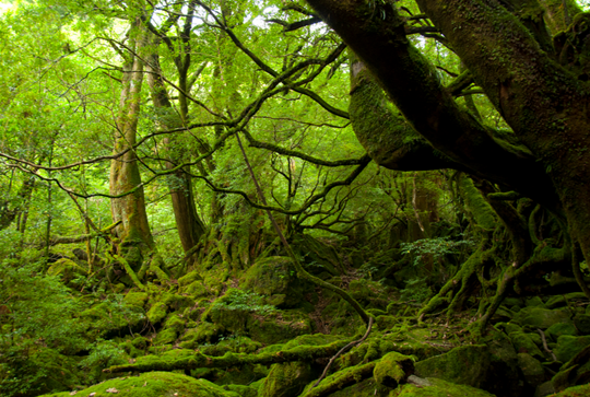 Rừng cổ ôn đới ở Yakushima