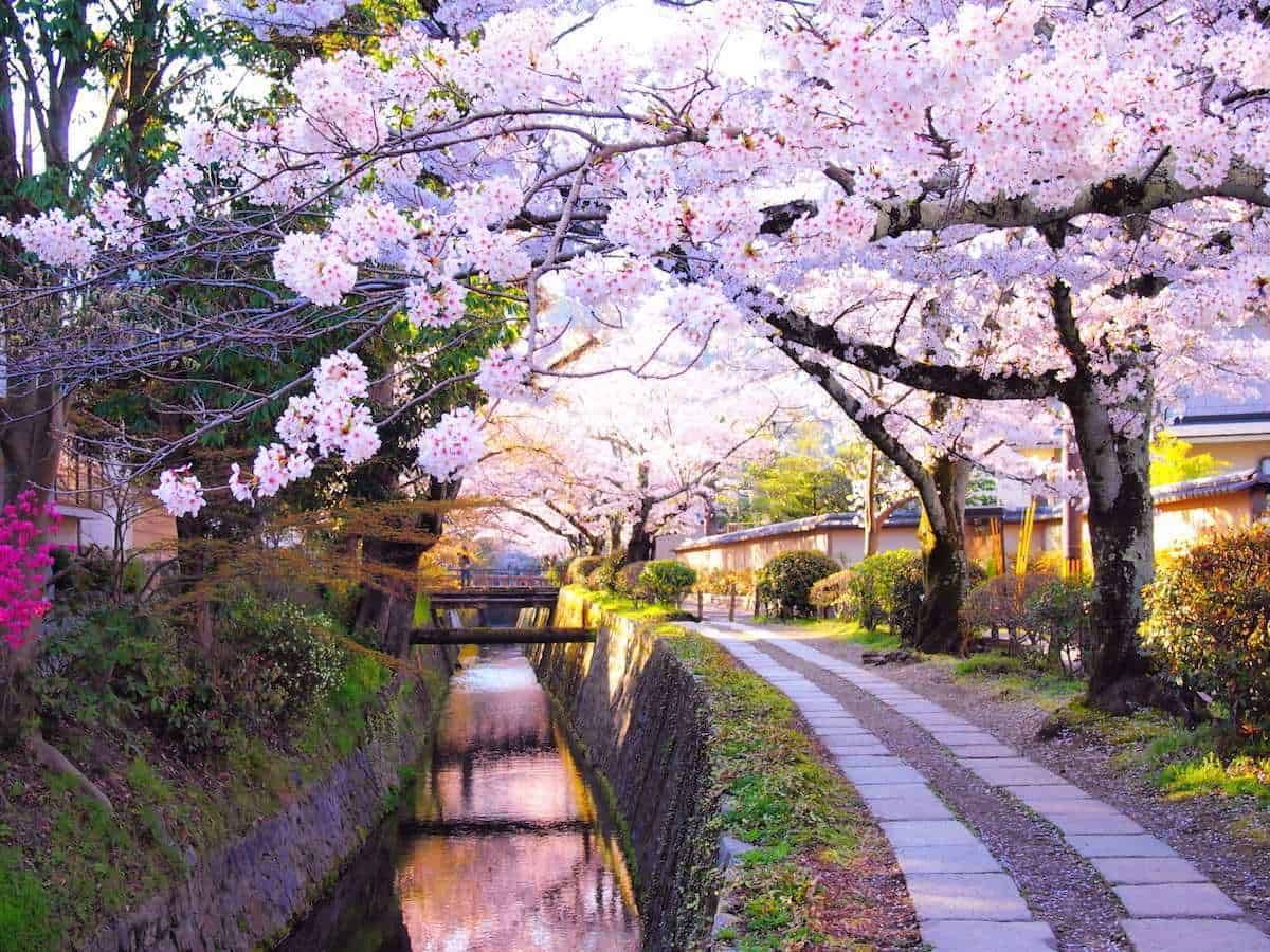 Kết quả hình ảnh cho hoa anh đào tại con đường triết gia kyoto