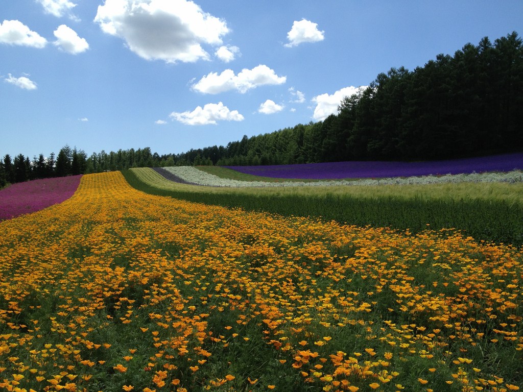 Hokkaido, Nhật Bản thực sự tuyệt diệu vào mùa hè