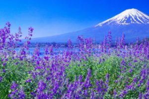 Du lịch Nhật Bản 6 ngày 5 đêm – Mùa Hoa Lavender
