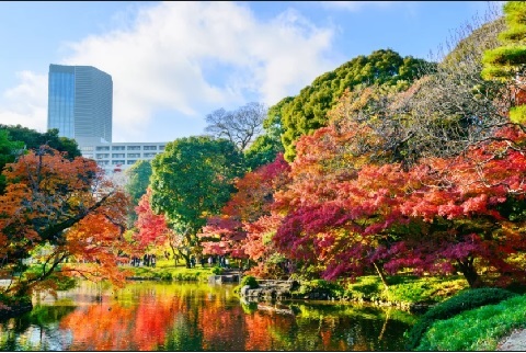 Công viên Yoyogi rực rỡ sắc màu trong nắng thu