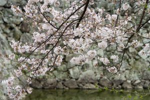 5 địa điểm ngắm hoa anh đào ở Hyogo