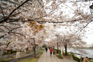 Mùa Xuân ở Nhật Bản – không chỉ có hoa anh đào