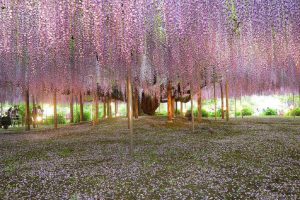 Du lịch lễ hội hoa Tử Đằng tại Nhật Bản