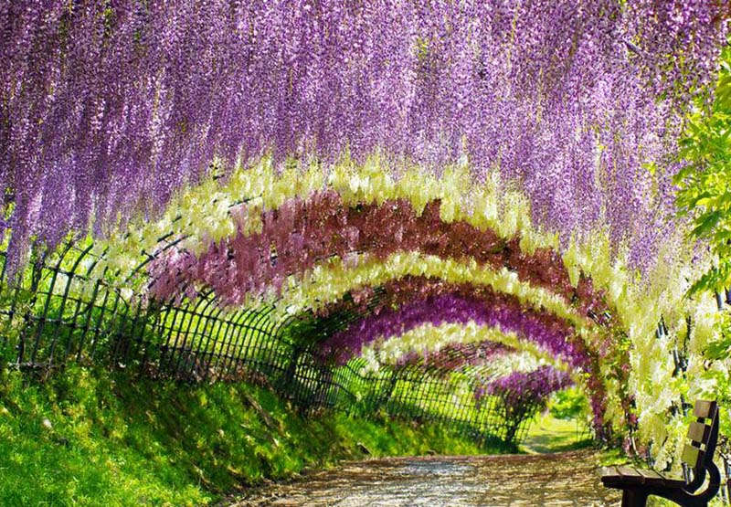 Đường hầm hoa tử đằng là điểm thu hút du khách ở vườn Kawachi Fujien