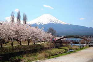 Du lịch Nhật Bản – Khám phá hành trình “Cung đường vàng” ngắm hoa Anh Đào