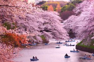 Thời tiết của Nhật Bản mùa hoa anh đào