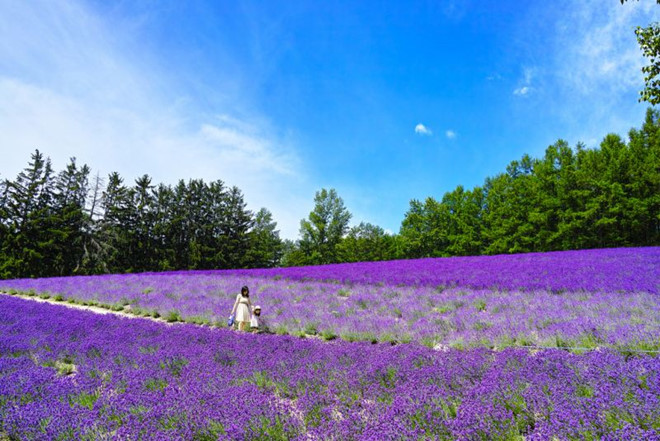 Cánh đồng hoa lavender ở Hokkaido