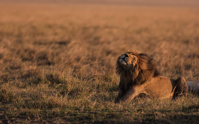 Trung tâm bảo tồn miền trung Kalahari là một vườn quốc gia xuyên biên giới. Nơi đây là điểm sinh sống của rất nhiều loại động vật đặc trưng của châu Phi như: linh dương, linh cẩu… và dĩ nhiên không thể thiếu những chú sư tử Kalahari – những vị chúa tể của hoang mạc. Tại đây, bạn có thể dễ dàng nghe thấy tiếng gầm của những chú sư tử vào mỗi xế chiều khi đang đi dạo trên những đồng cỏ Botswana.