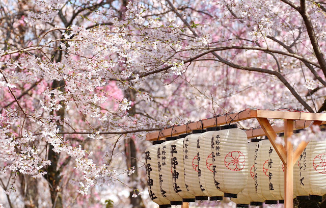 Hoa anh đào (Sakura)