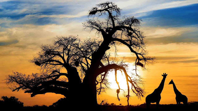 Nếu đến với Botswana vào mùa khô, vườn quốc gia Chobe sẽ khiến cho bạn thật sự phấn khích. Khu vườn nằm ở phía Bắc Botswana là nơi hợp lưu của dòng Linyanti và dòng sông Chobe. Đây là nơi tụ họp của loài voi và trâu nước. Bên cạnh đó, vùng đất Nxai Pan cũng rất thú vì vì có rất nhiều thảm cỏ xanh ngắt xen lẫn các bụi cỏ acacia khiến cho những loài hươu cao cổ rất thích sinh sống.