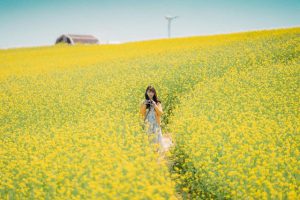 Mùa hoa cải vàng đẹp siêu lòng cho người mê du lịch Hàn Quốc
