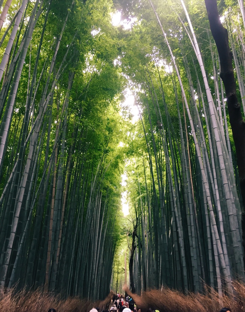 Rừng trúc Sagano nằm ở phía tây bắc lưu vực sông ở Kyoto, Nhật Bản thu hút khách du lịch bởi vẻ đẹp bạt ngàn của hàng ngàn cây trúc xanh và thẳng đều tăm tắp. Với diện tích 16 km vuông, đây là một trong những môi trường tự nhiên đẹp nhất ở Nhật Bản, không chỉ vì vẻ đẹp lãng mạn của cảnh sắc của nó mà còn bởi những âm thanh được tạo nên từ tiếng gió lao xao, rì rào khi thổi qua rừng tre dày đặc. Ảnh: Linh Gooner