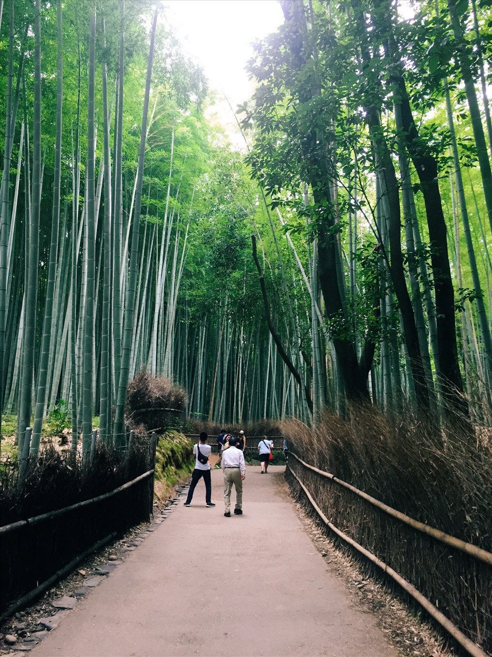 Có thể nói mùa hè chính là mùa đẹp nhất của Rừng trúc Sagano, khi mà những tán cây xanh mướt hòa với luồng không khí mát mẻ sẽ mang đến cho du khách sự thoải mái và những bức ảnh tuyệt đẹp. Ảnh: Linh Gooner