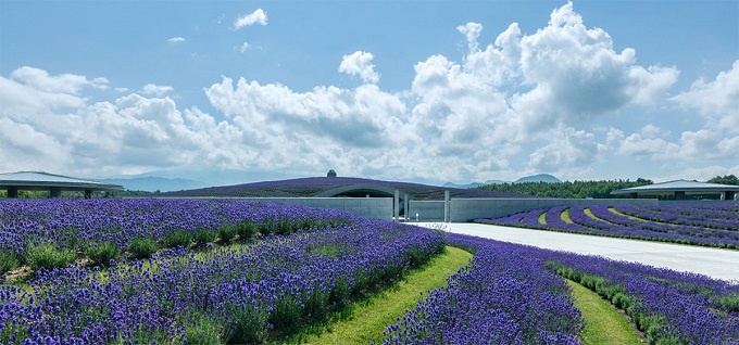 Tượng phật khổng lồ nằm giữa đồi hoa oải hương Nhật Bản