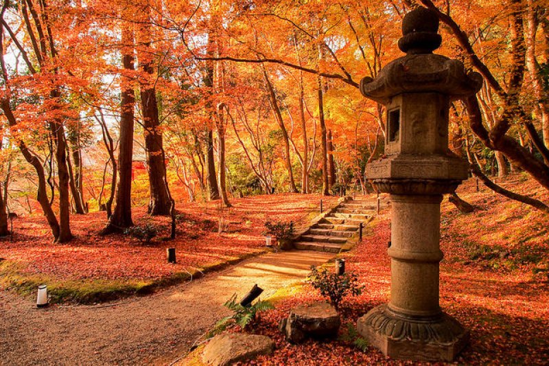 mùa thu Nhật Bản Sắc lá mùa thu