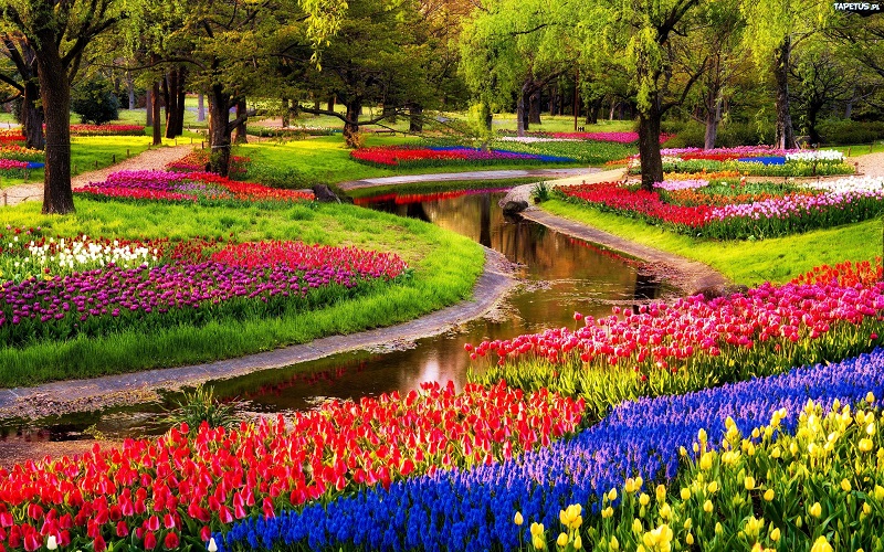 Tận mắt chiêm ngưỡng hàng trăm chủng loại hoa tulip ở khu vườn Keukenhof - du lịch Châu Âu nên đi những nước nào